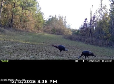 Discover an exceptional 295+/- acre recreational and hunting - photo 40