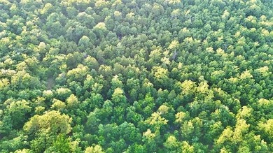 120 +/- acres of prime hunting and recreational land near Lona - photo 5