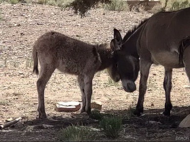 Eagle Ridge Ranch - A Rare 440-Acre Mountain Legacy This - photo 22