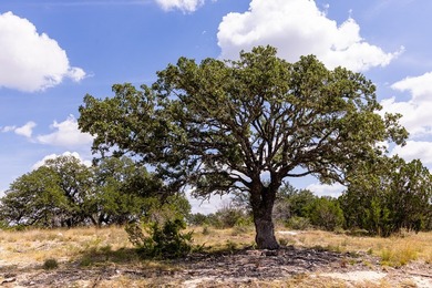 The dramatic 100-foot elevation change on this 12.96-acre tract - photo 9