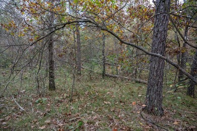 Two wooded and buildable lots in Castle Rock Estates subdivision - photo 12