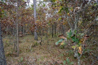 Two wooded and buildable lots in Castle Rock Estates subdivision - photo 16