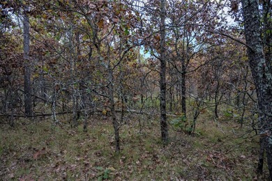Two wooded and buildable lots in Castle Rock Estates subdivision - photo 19