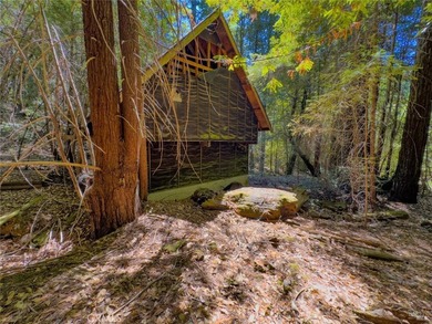 Towering redwoods and pines, lush ferns, and the soft trickling - photo 2