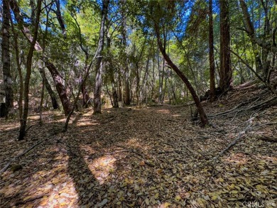 Towering redwoods and pines, lush ferns, and the soft trickling - photo 5