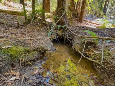Towering redwoods and pines, lush ferns, and the soft trickling - photo 6