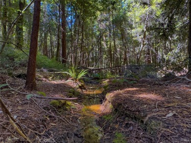 Towering redwoods and pines, lush ferns, and the soft trickling - photo 7