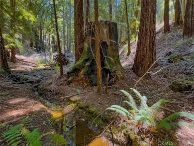 Towering redwoods and pines, lush ferns, and the soft trickling - photo 8