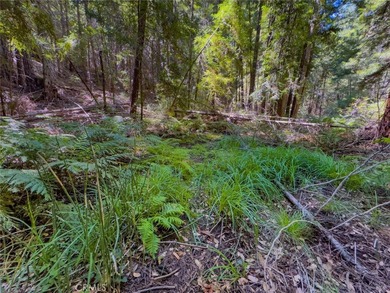 Towering redwoods and pines, lush ferns, and the soft trickling - photo 9