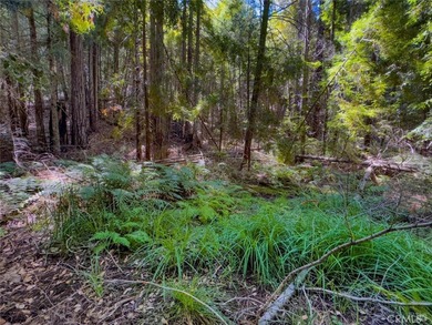 Towering redwoods and pines, lush ferns, and the soft trickling - photo 10