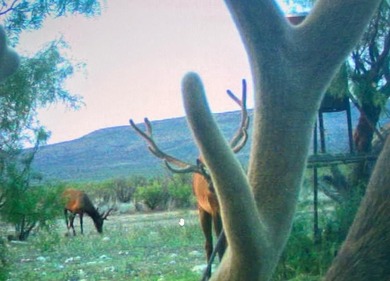 (private lake, pond, creek) Acreage For Sale in Rocksprings Texas