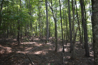Must see the view from this beautiful wooded lot in Stillwaters - Lake Lot For Sale in Dadeville, Alabama