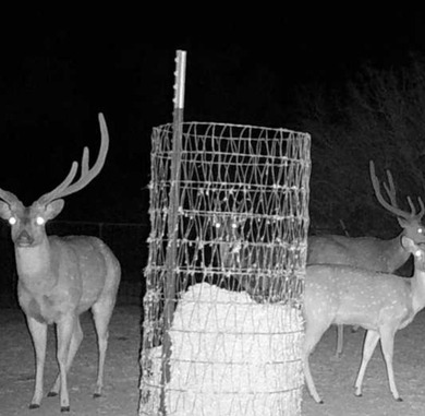 (private lake, pond, creek) Acreage For Sale in Rocksprings Texas