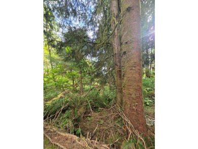 TWO 50'x100' gently sloping lots are affordably priced to sell; - photo 10