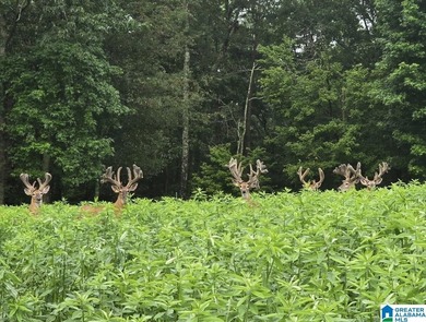 (private lake, pond, coastal) Acreage For Sale in Hayden Alabama