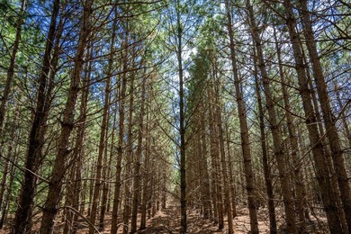 Build Your Dream Home or Getaway Near Castle Rock Lake! Discover - photo 6