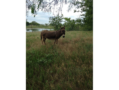 Looking for room to spread out & live the country life while - photo 29