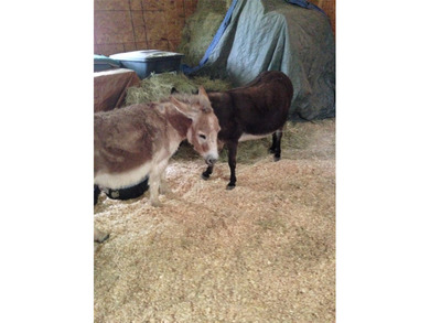 Looking for room to spread out & live the country life while - photo 33
