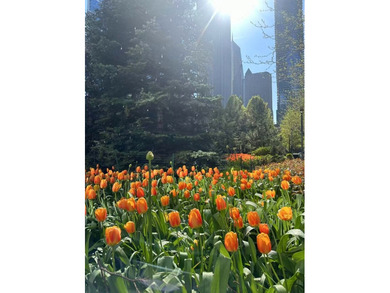 Nestled in the heart of Lakeshore East, this stunning - photo 40