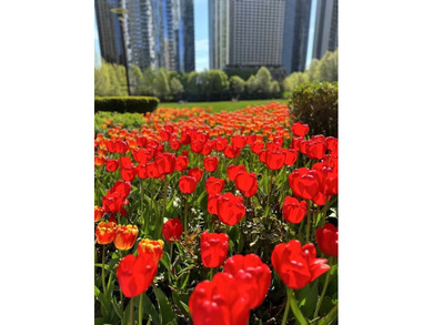 Nestled in the heart of Lakeshore East, this stunning - photo 42