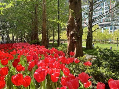 Nestled in the heart of Lakeshore East, this stunning - photo 43