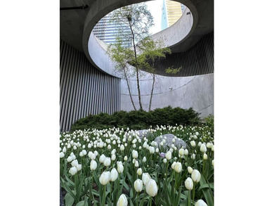 Nestled in the heart of Lakeshore East, this stunning - photo 45