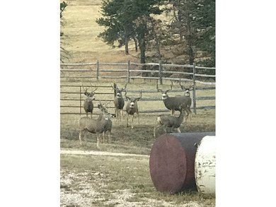 Rist Canyon Ranch is a rare combination of beauty, productivity - photo 8