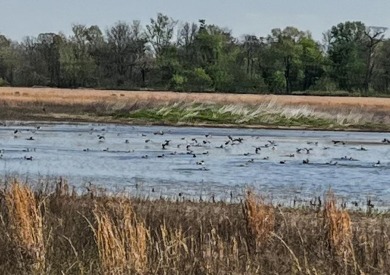 1,962 Acres on the Black River | A Once-in-a-Generation Arkansas - photo 3
