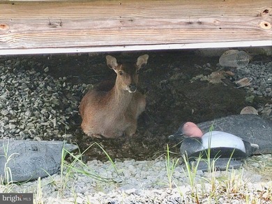 Prime Sika Deer Country! Small private getaway with pond. Enough - photo 13