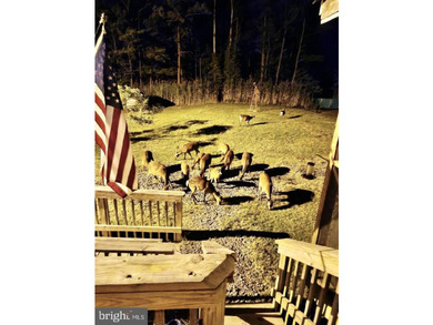 Prime Sika Deer Country! Small private getaway with pond. Enough - photo 14