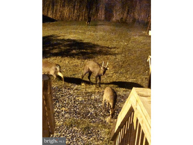 Prime Sika Deer Country! Small private getaway with pond. Enough - photo 16