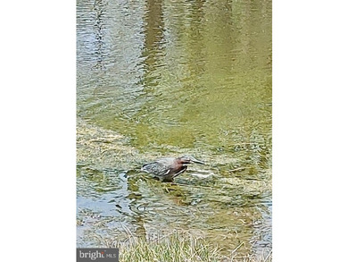 Prime Sika Deer Country! Small private getaway with pond. Enough - photo 17