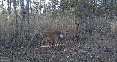 Prime Sika Deer Country! Small private getaway with pond. Enough - photo 21