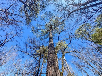 If you have been in the market for an awesome hunting property - photo 35