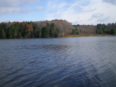 Cozy Lakeview Cottage On 1/2 Acre - photo 3