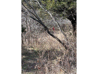 Great Lot with distant water view, partially cleared, backs up - photo 10