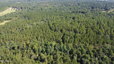 92 Acres of Timber, Wildlife, and Homesite Potential - Pearl - photo 4