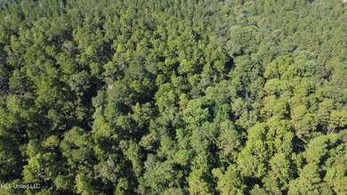 92 Acres of Timber, Wildlife, and Homesite Potential - Pearl - photo 8