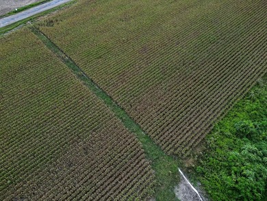 Affordable Mississippi Delta Duck & Deer Hunting Land for - photo 19
