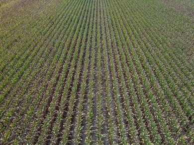 Affordable Mississippi Delta Duck & Deer Hunting Land for - photo 24