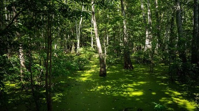 Affordable Mississippi Delta Duck & Deer Hunting Land for - photo 30