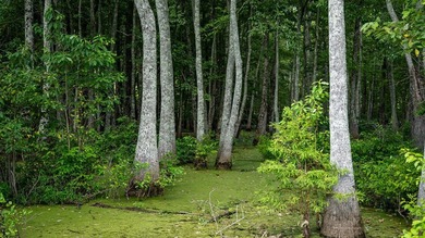 Affordable Mississippi Delta Duck & Deer Hunting Land for - photo 35