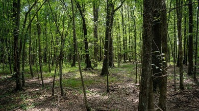 Affordable Mississippi Delta Duck & Deer Hunting Land for - photo 40