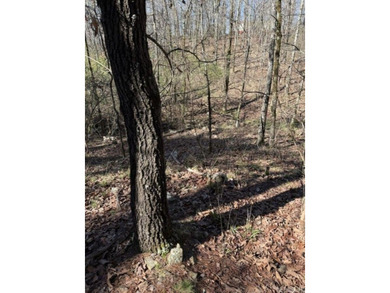 Wooded 5.39+/- acres ready for your dream home in a quiet - photo 8