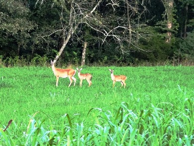 JUST REDUCED! Welcome home to this Brand-New 2BR/2BA Cabin