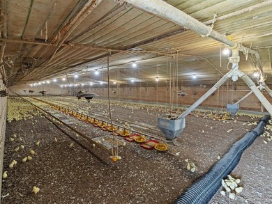 This is a very well-maintained 6-house broiler poultry farm. The - photo 28