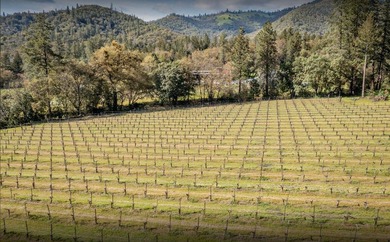 Vineyard, Winery, Creamery, Charcuterie and Vacation Rentals in - photo 3