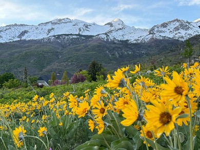 (private lake, pond, creek) Lot For Sale in Alpine Utah