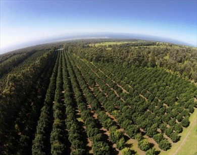 Award winning 211 acre Macadamia Nut Orchard. Finest on the - photo 1