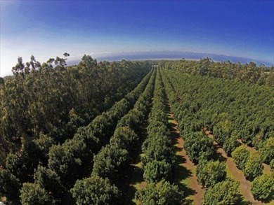 Award winning 211 acre Macadamia Nut Orchard. Finest on the - photo 2